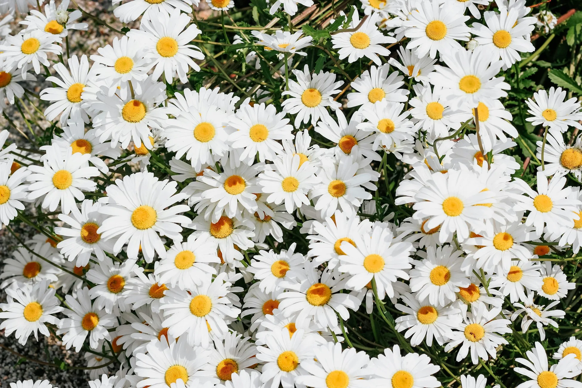 Moderner Garten
